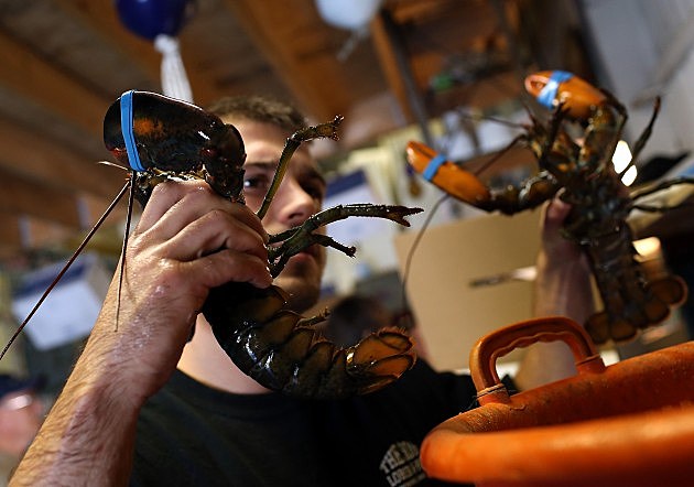 Mild Winter In Northeast Drives Lobster Prices To Record Lows Mild Winter In Northeast Drives Lobster Prices To Record Lows