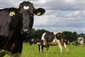 Foot And Mouth Presents Wider Threat To British Farmers