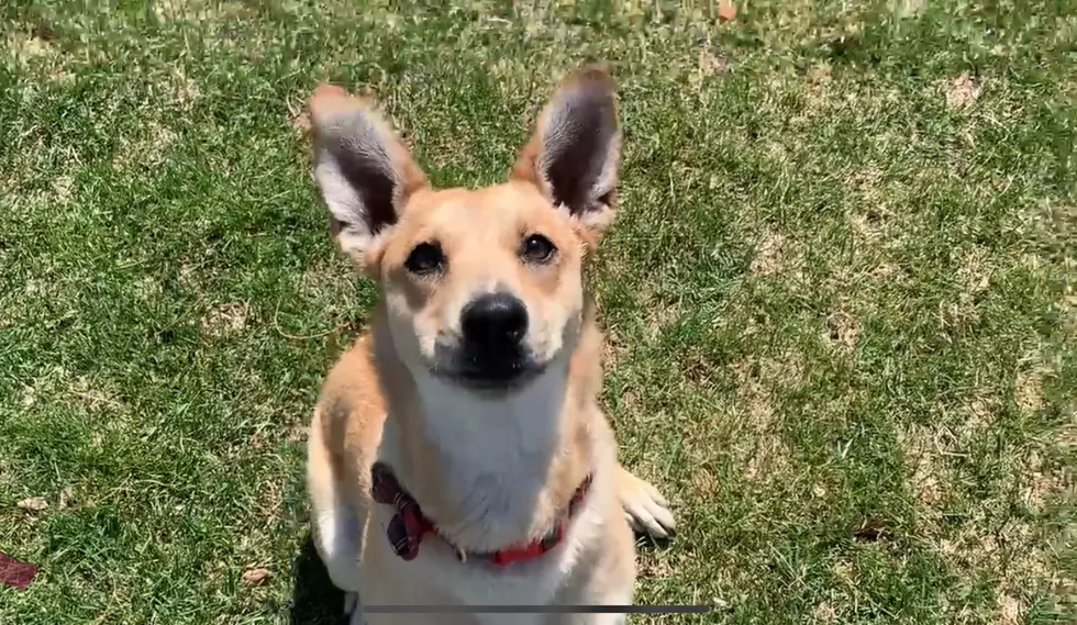 Wet Nose Wednesday: Meet Cricket