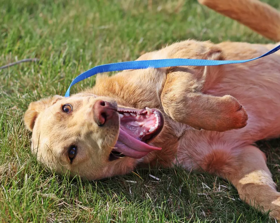 Wet Nose Wednesday: Meet Johnny Bravo