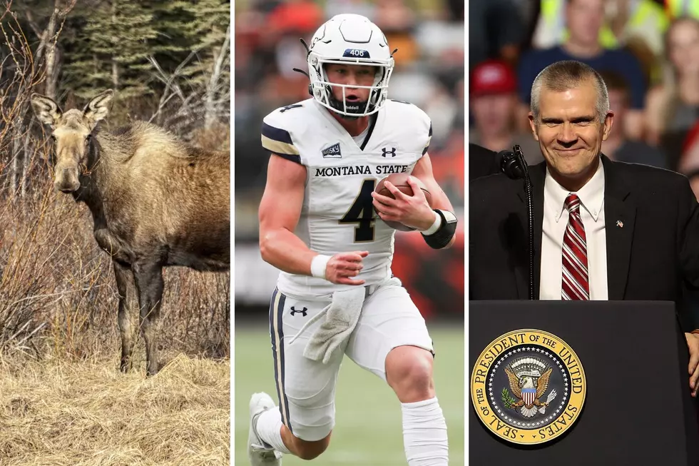 Billings Moose, Missed Bobcat Football News, and Matt Rosendale: Paul’s Farmer Finishers