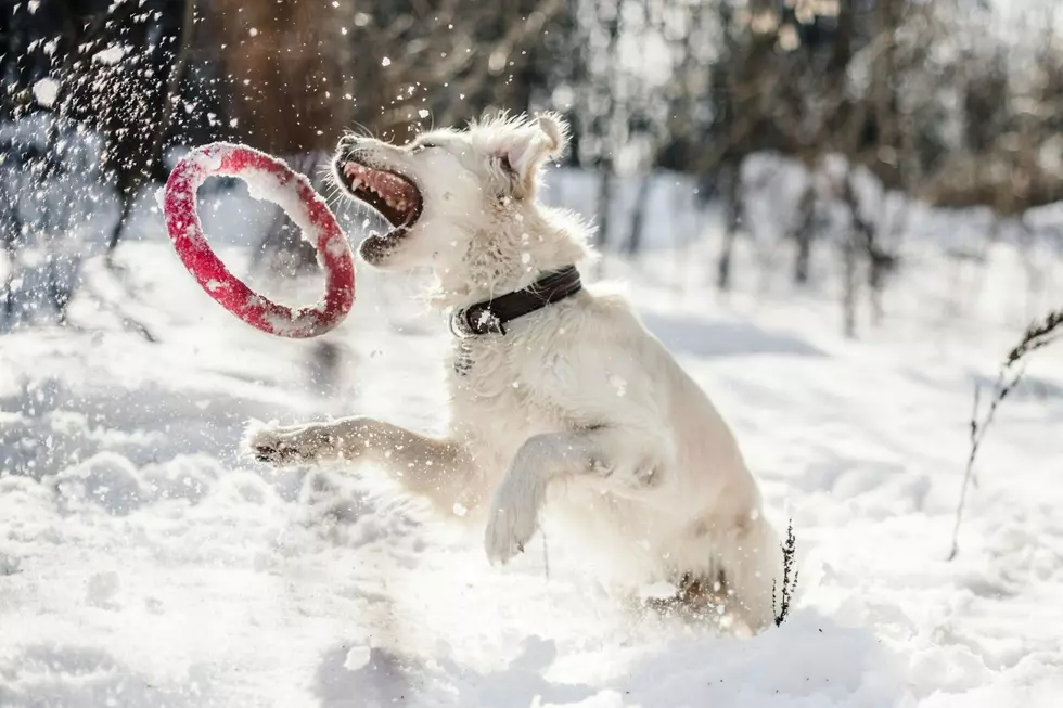 This pup doesn't seem to mind the snow. Photo by Anastasia Ulyanova on Unsplash