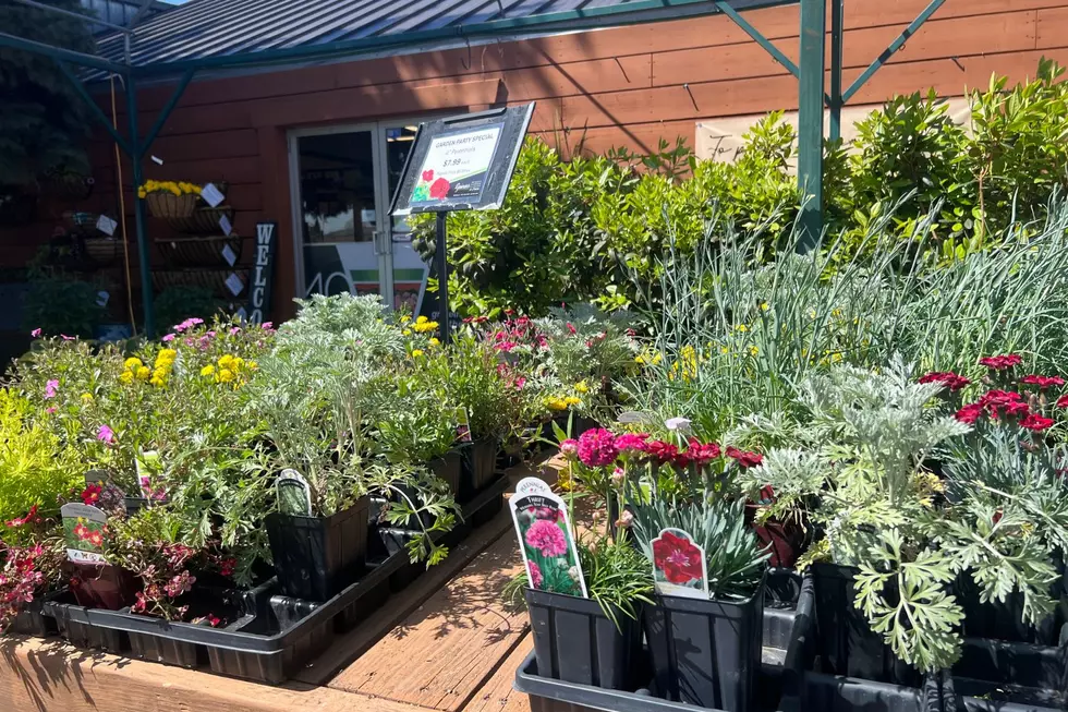 The Most Popular Flowers People are Planting in Montana Right Now